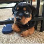 rottweiler eye