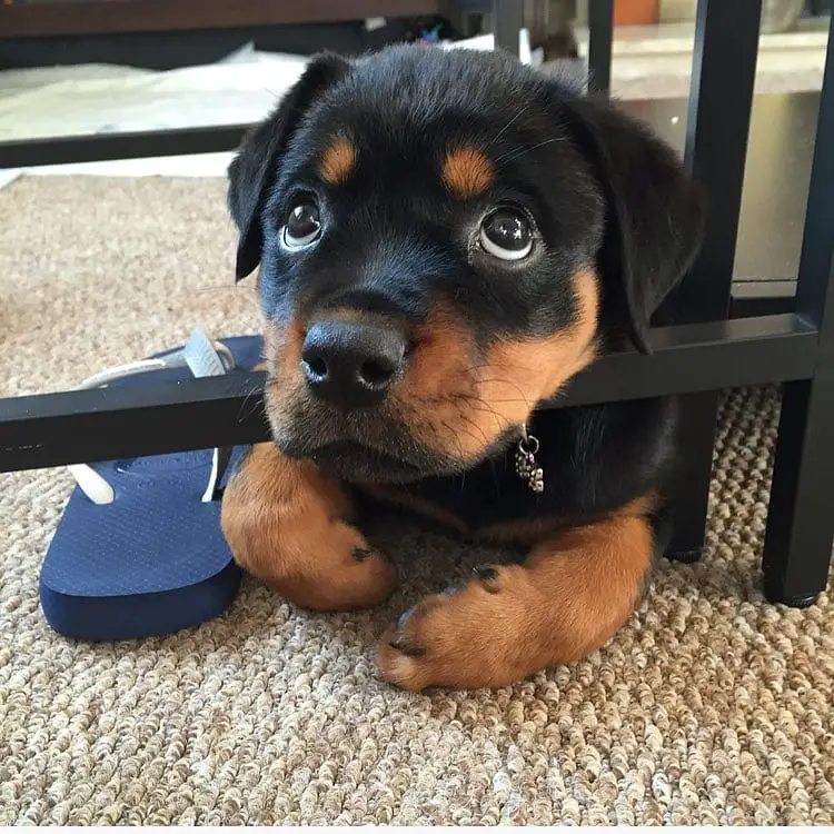 Rottweiler