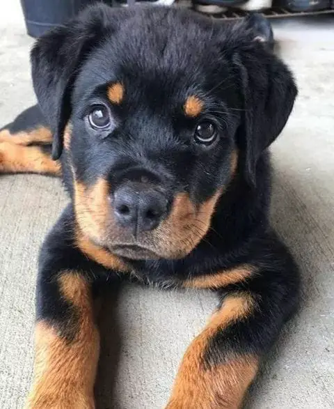 Rottweiler Wants to Tell You