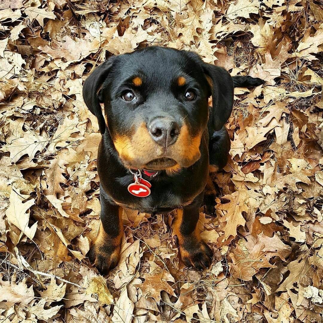 Panther Abandoned,Mother,Grows Up,Human,Rottweiler,Best Friend