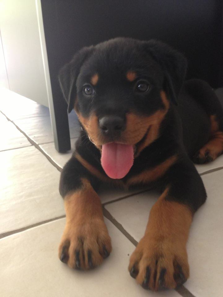 11 Signs Your Rottweiler Is Obsessed With You! 7 Rottweiler