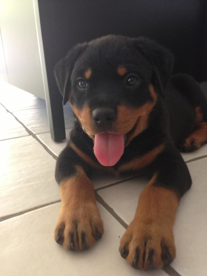 Rottweiler