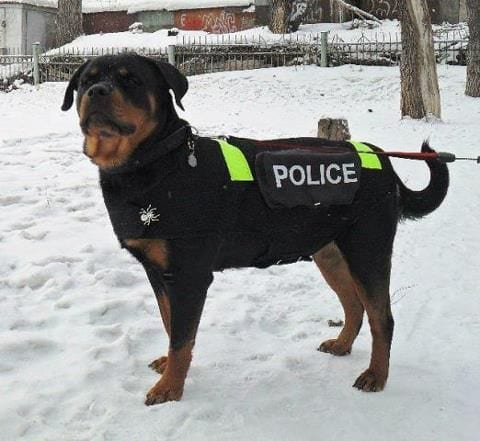 Rottweiler