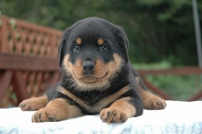 Rottweiler