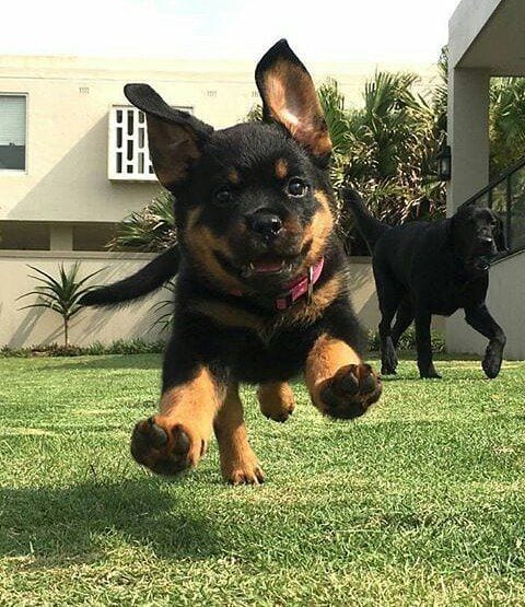 Rottweiler