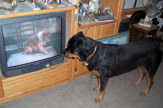 Panther Abandoned,Mother,Grows Up,Human,Rottweiler,Best Friend