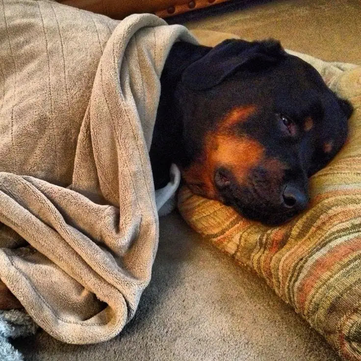 12 Of The Weirdest But Truly Wonderful Rottweilers Sleeping Positions 9 Rottweiler