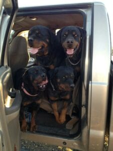 10 Things That Rottweilers Love 7 Rottweiler