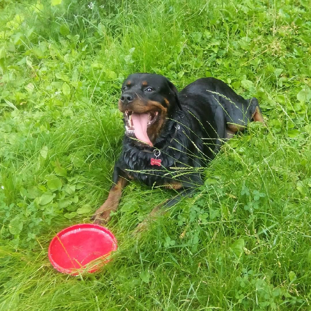 Charming Rottweilers