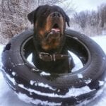 Charming Rottweilers 10