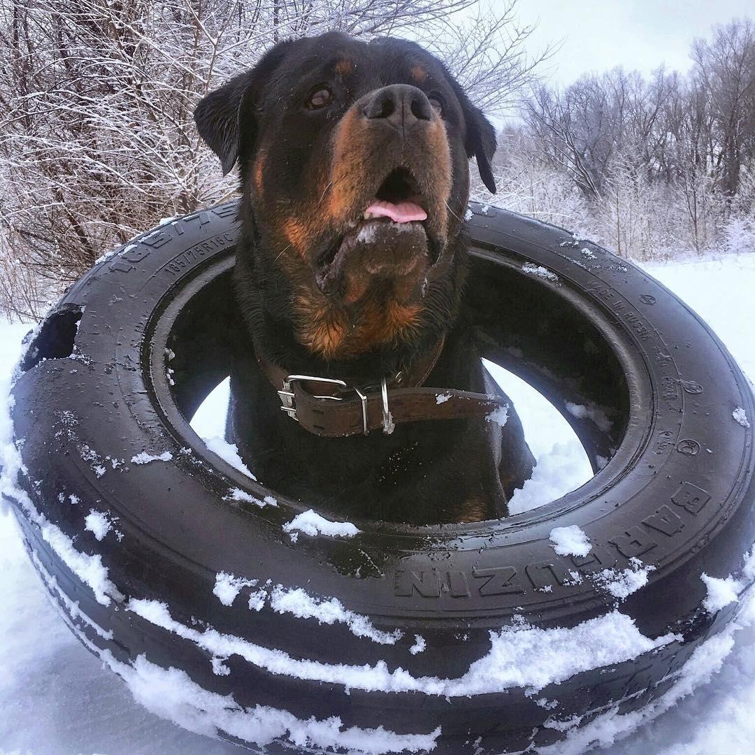 Charming Rottweilers