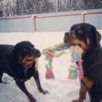 Charming Rottweilers 2