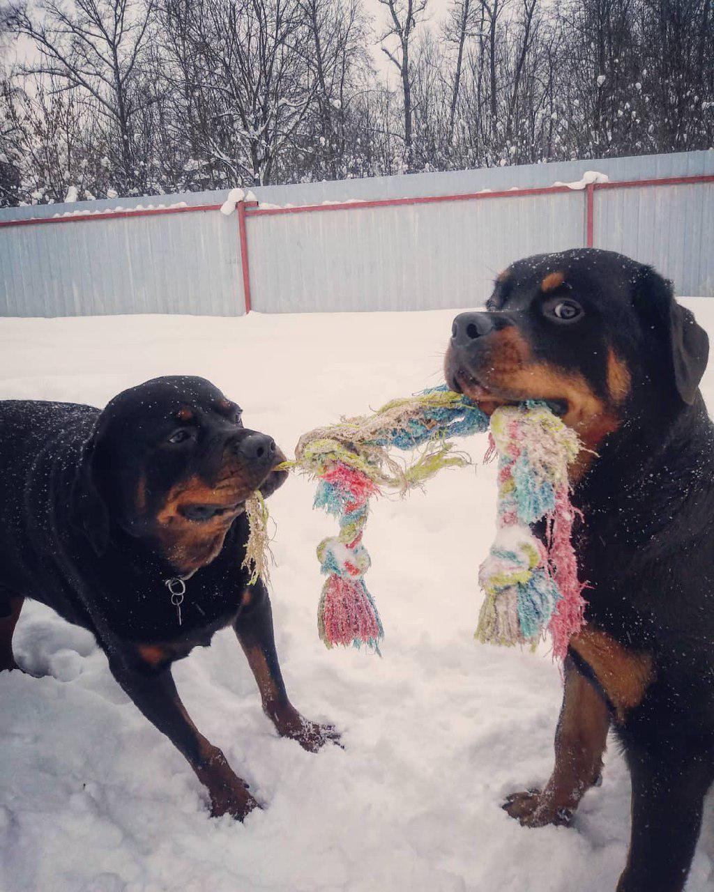 Charming Rottweilers