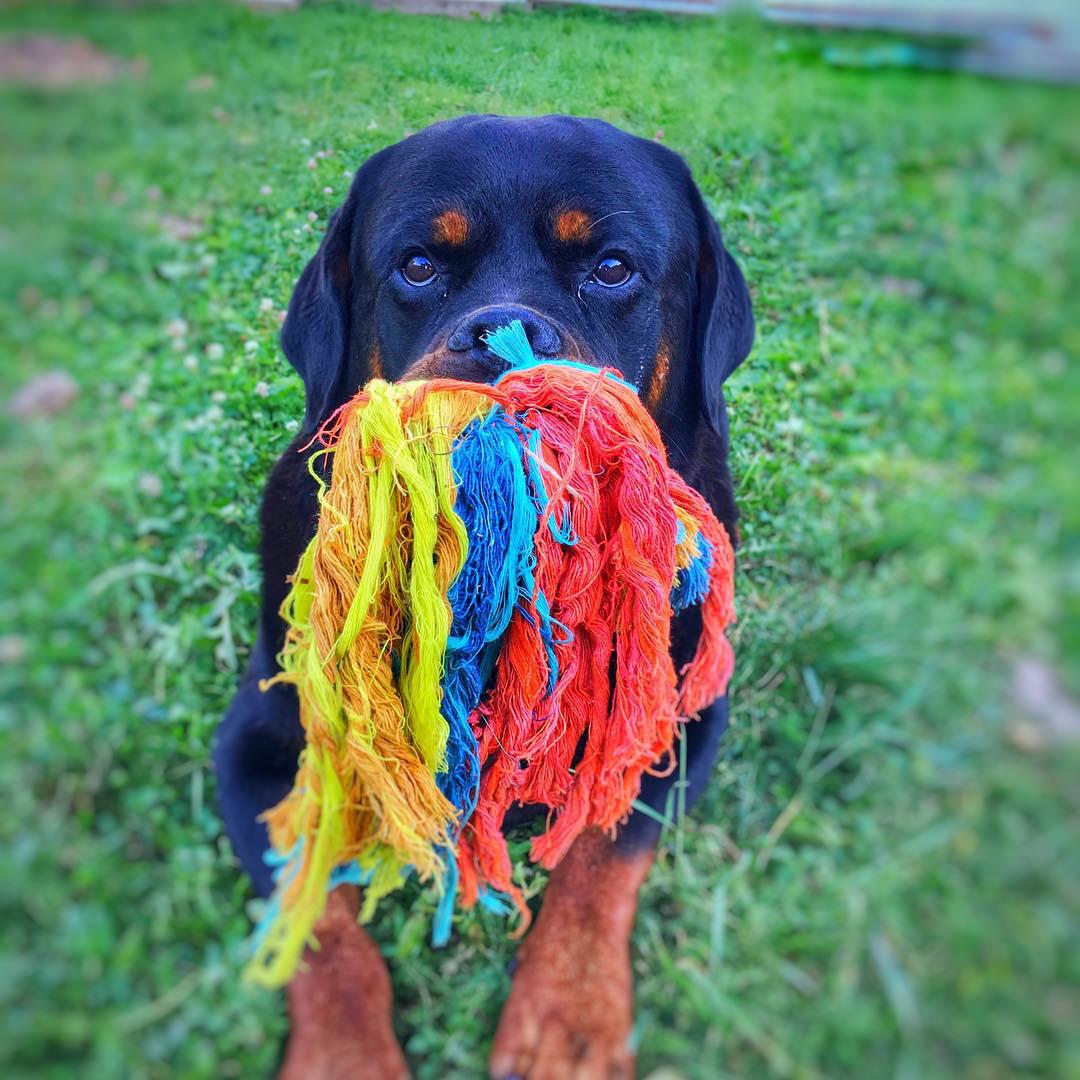 Charming Rottweilers