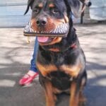 Charming Rottweilers 4