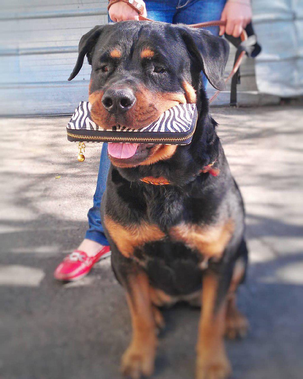 Charming Rottweilers