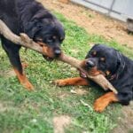 Charming Rottweilers 5