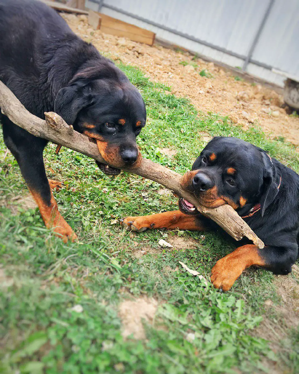 Charming Rottweilers