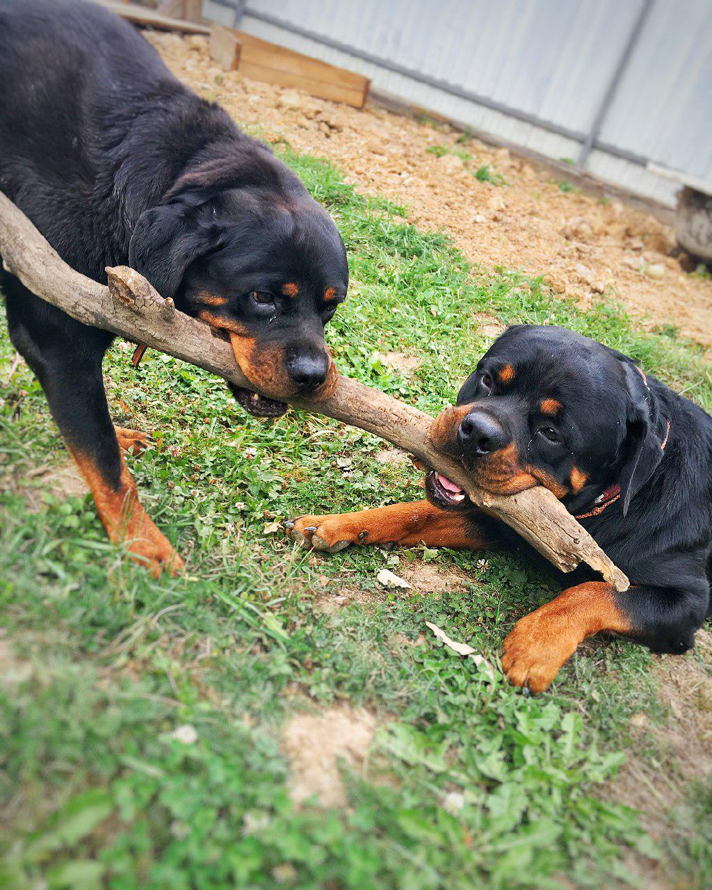 Rottweiler