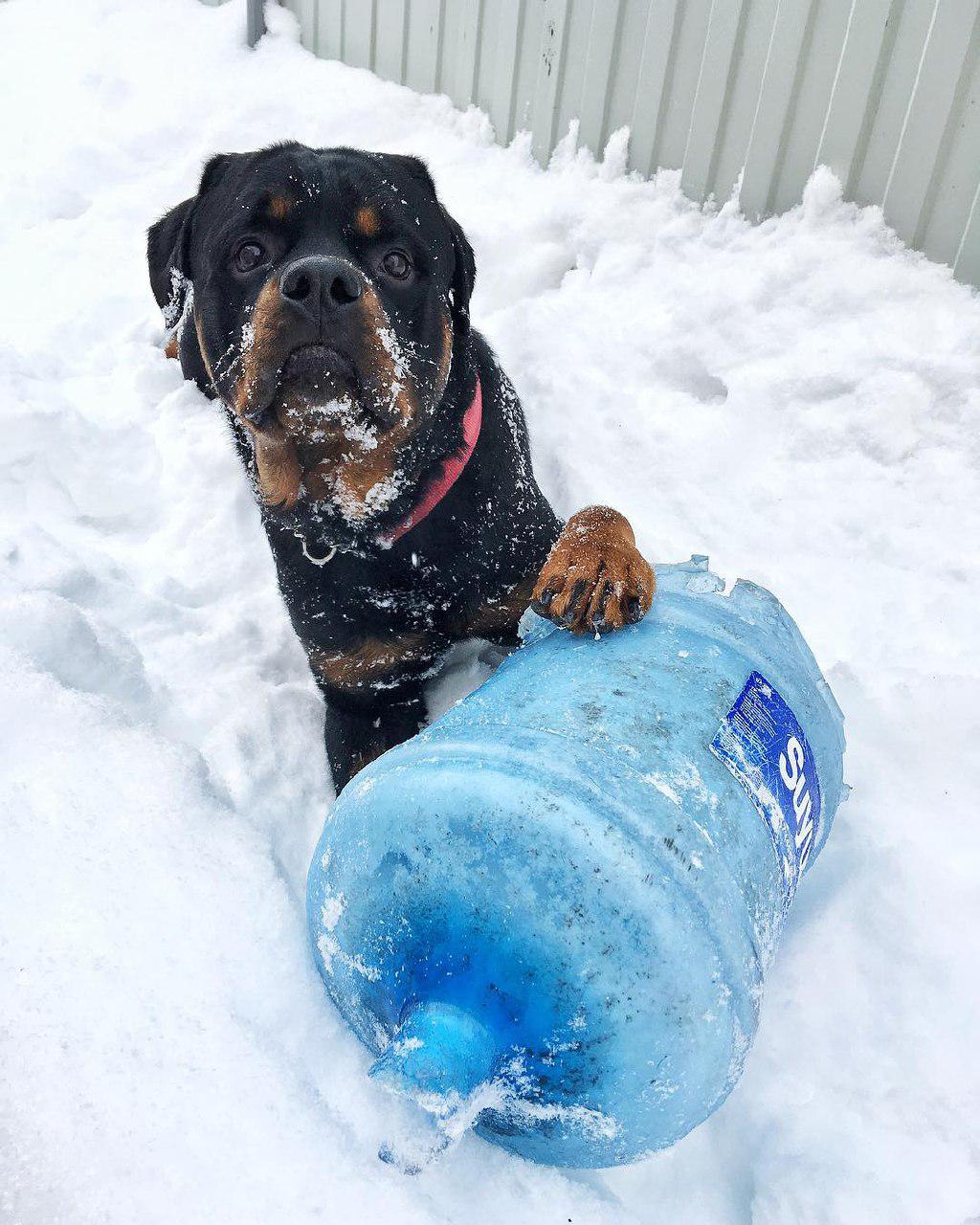 Charming Rottweilers