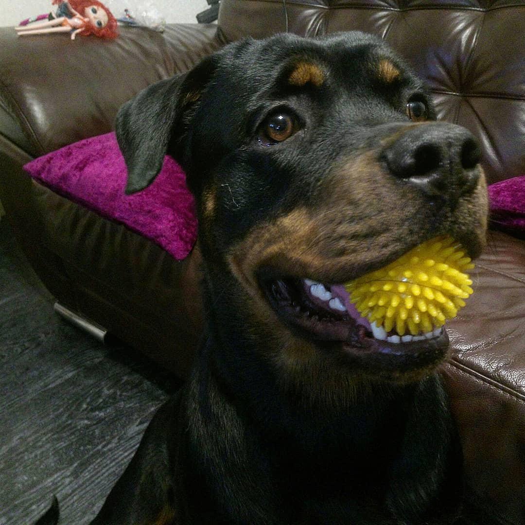 Charming Rottweilers