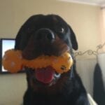 Charming Rottweilers 8