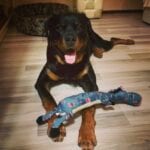 Charming Rottweilers 9