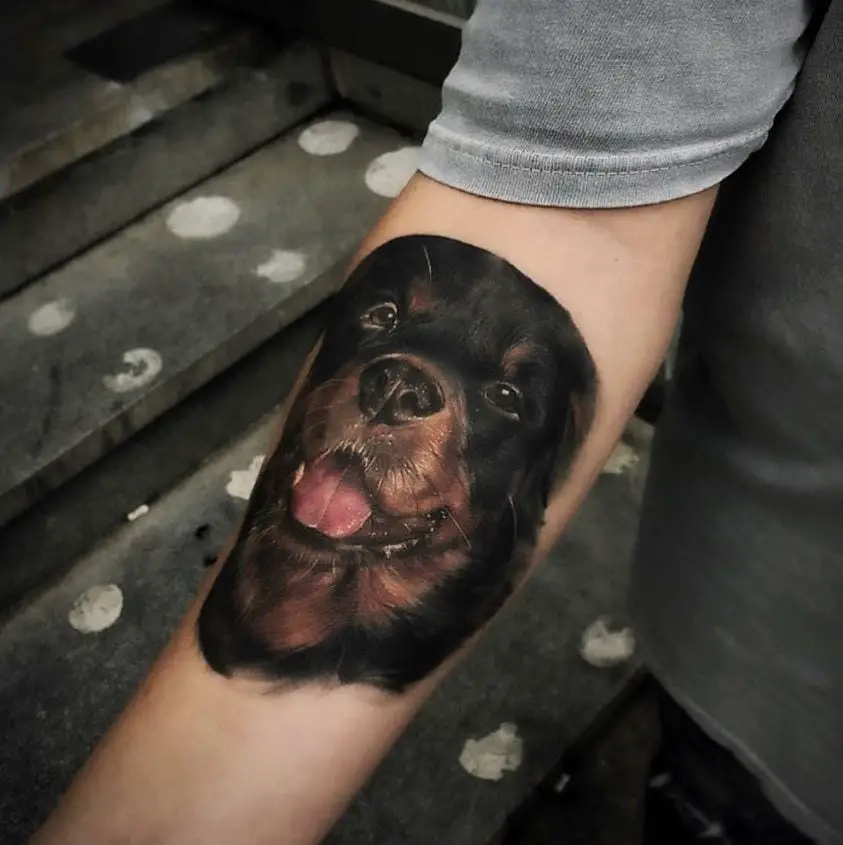 Rottweiler