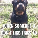 Funniest Rottweiler Memes 1