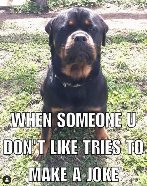 Funniest Rottweiler Memes