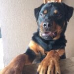 Funniest Rottweiler Memes 10