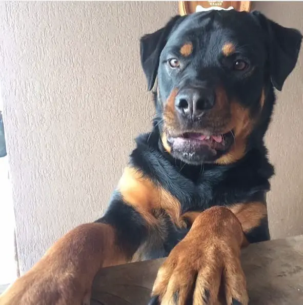 Rottweiler