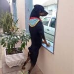 Funniest Rottweiler Memes 11