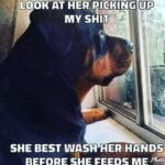 Funniest Rottweiler Memes 12