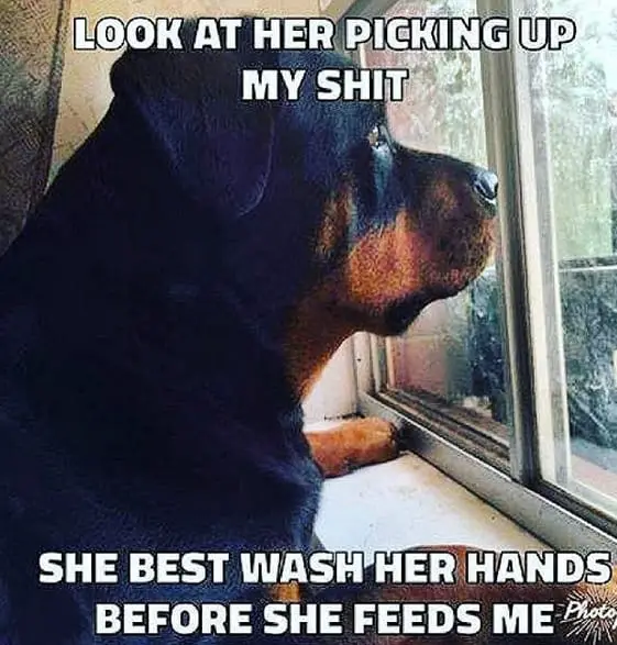 Funniest Rottweiler Memes