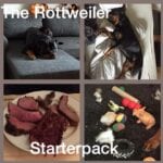 Funniest Rottweiler Memes 3