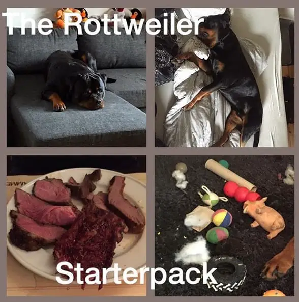 Funniest Rottweiler Memes