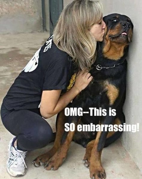 Funniest Rottweiler Memes