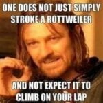 Funniest Rottweiler Memes 5