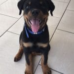 Funniest Rottweiler Memes 6