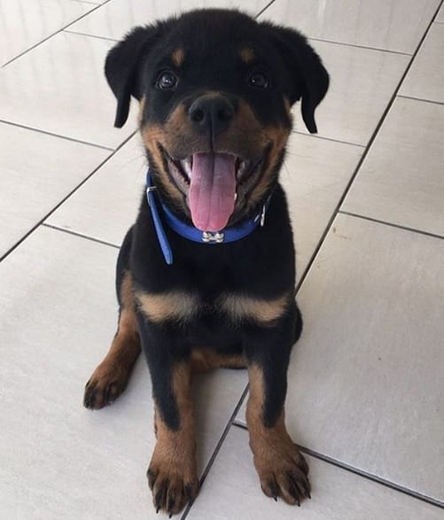 Rottweiler