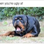 Funniest Rottweiler Memes 7