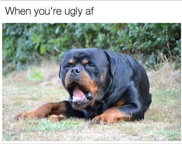 Funniest Rottweiler Memes