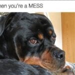 Funniest Rottweiler Memes 8