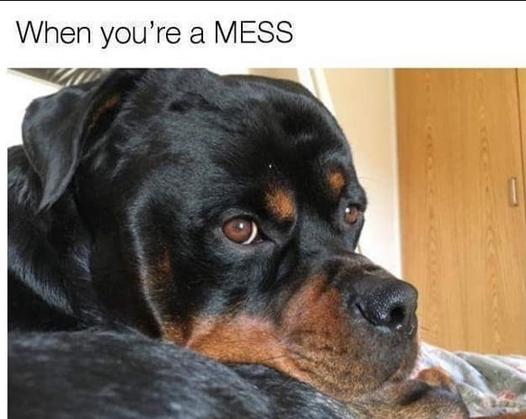 Rottweiler