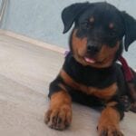 Funniest Rottweiler Memes 9