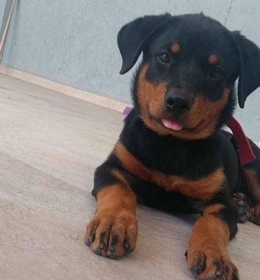 Rottweiler