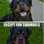 Funny Rottweiler Memes 1