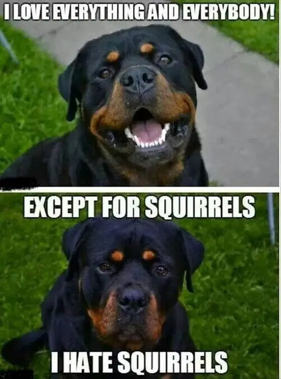 Rottweiler