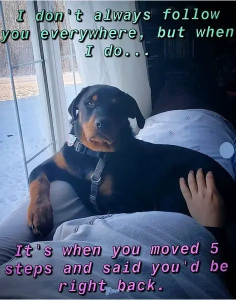 Funny Rottweiler Memes